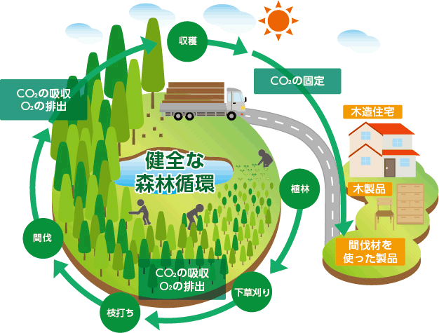 日本の森の循環システムを活性化させるイメージ